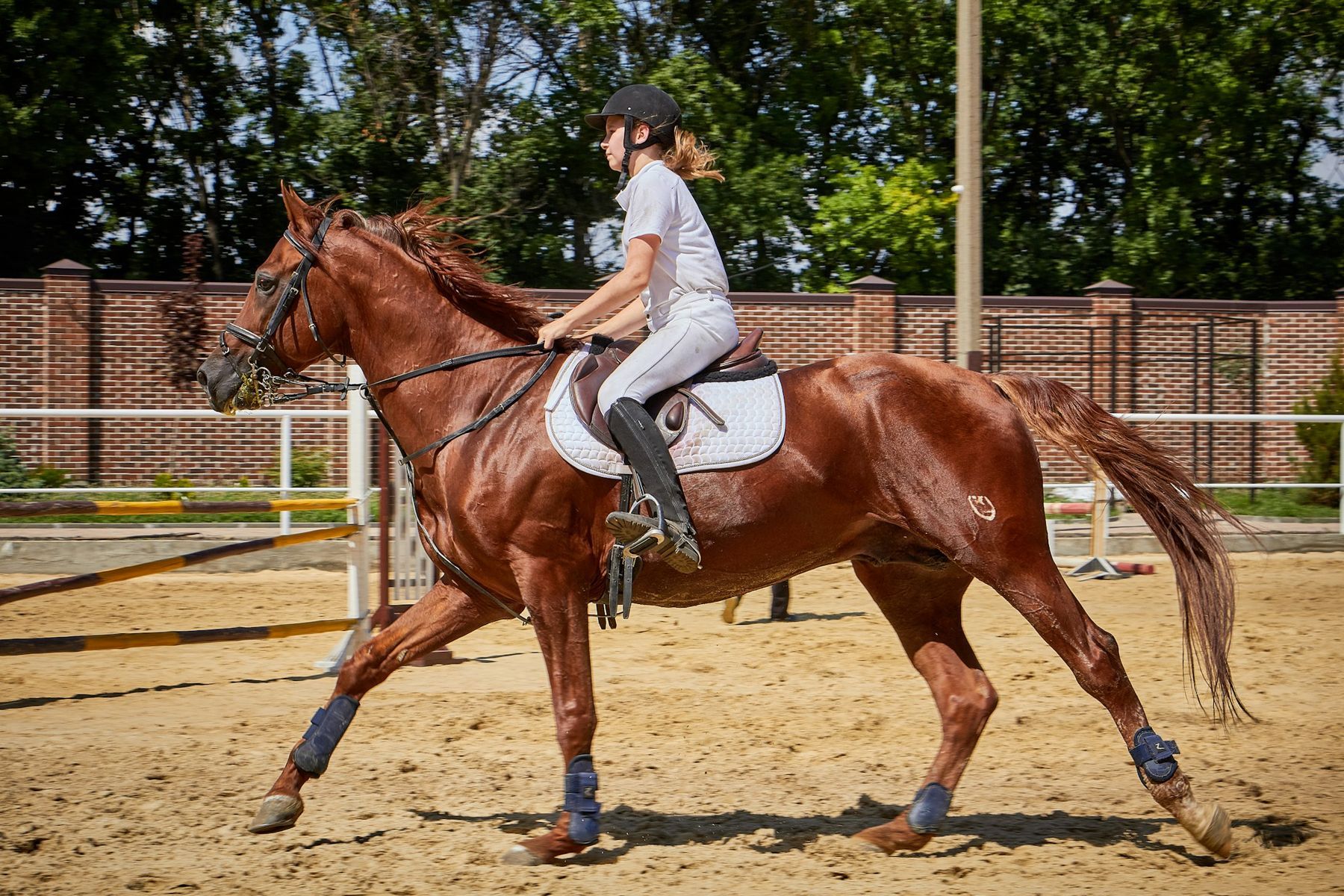 A rider in a helmet cantering a chestnut horse in an outdoor arena