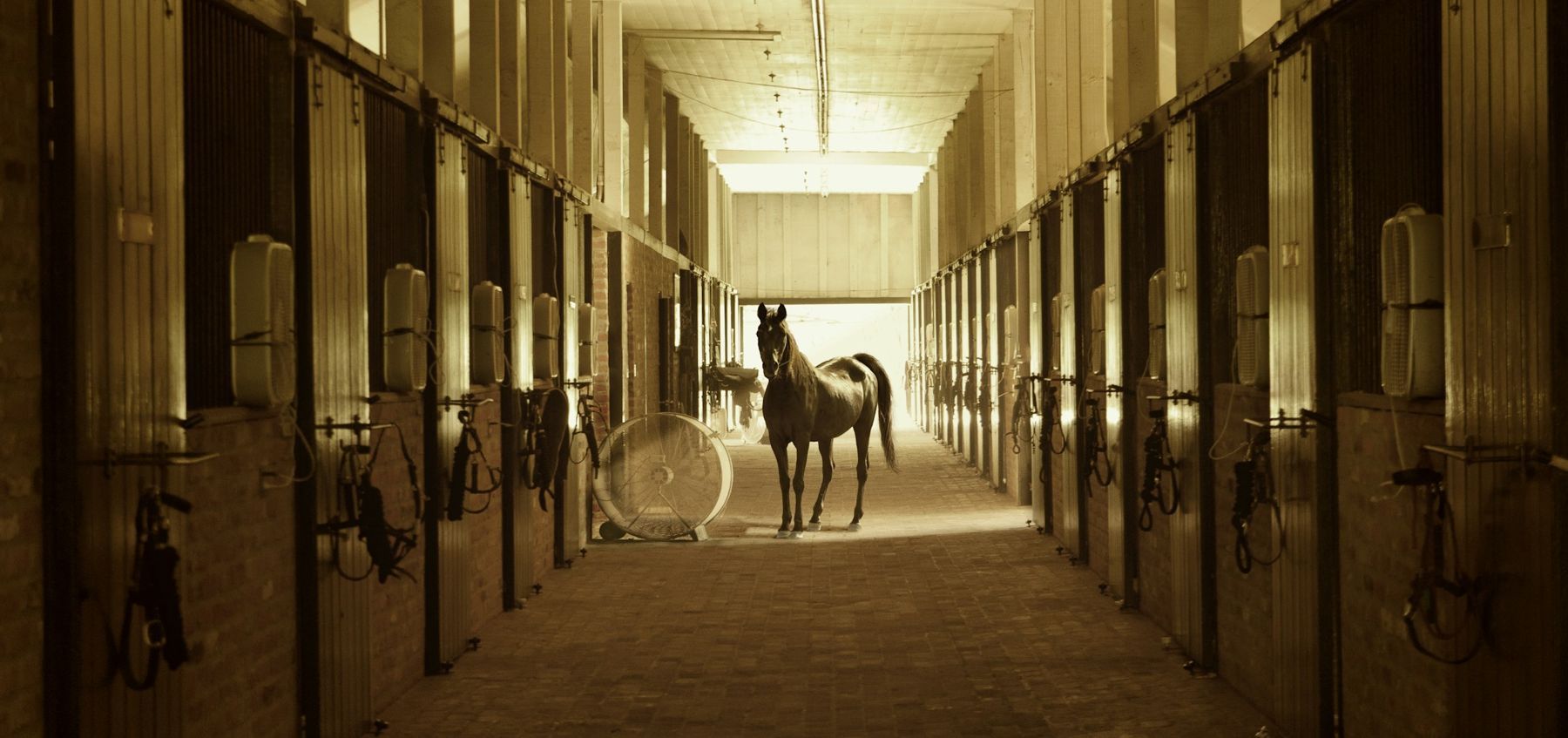 A horse standing in a long barn aisle lined with stalls