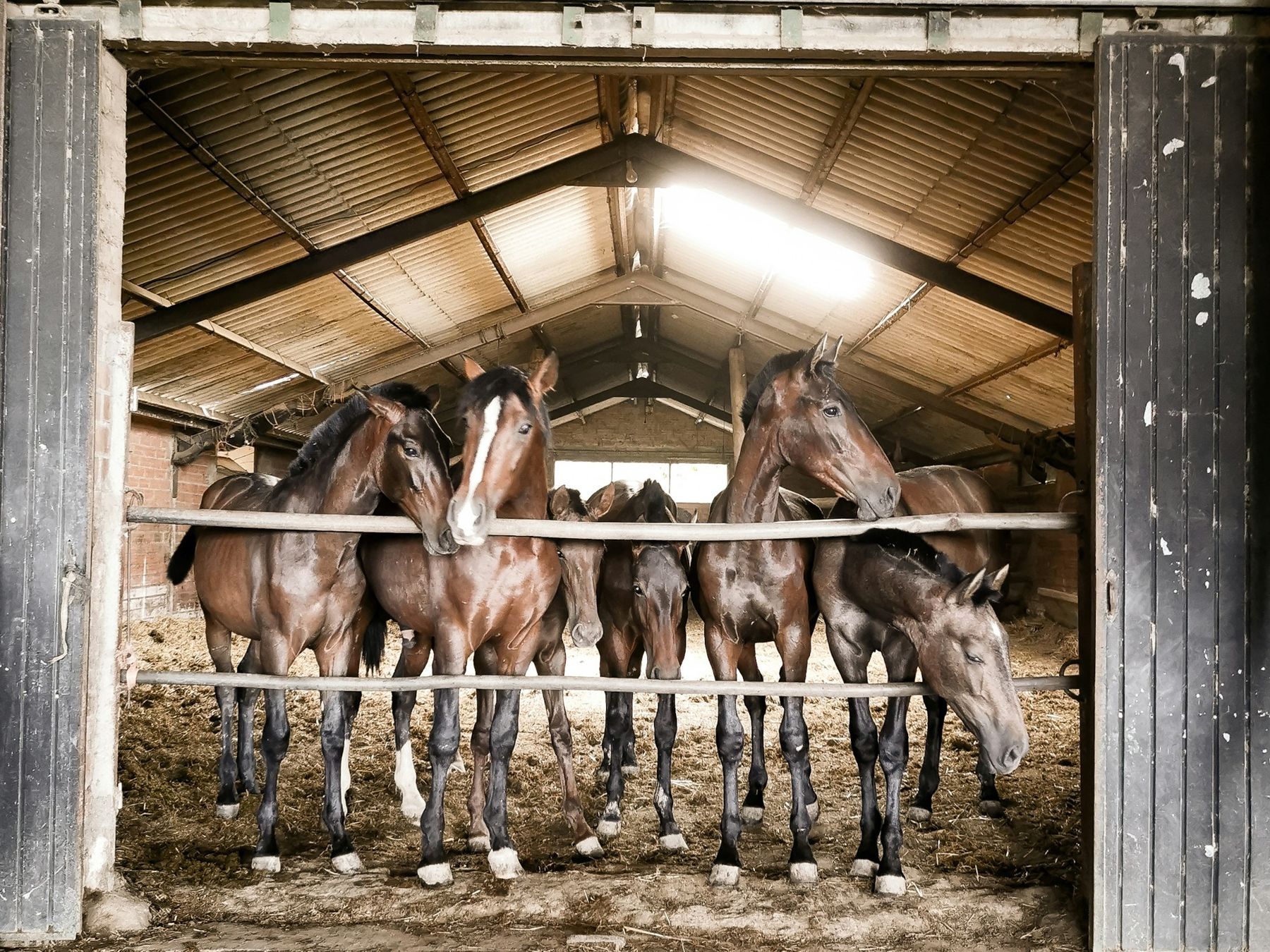 A row of horses looking out from their stalls in a boarding barn