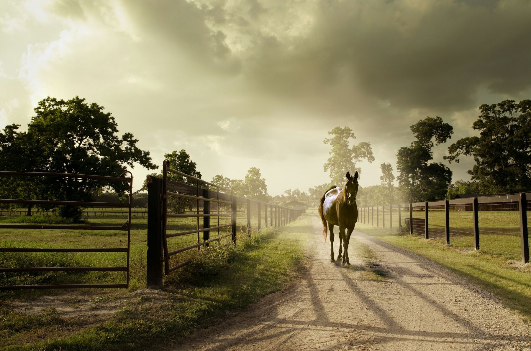 A horse walking down a fenced farm lane at sunrise