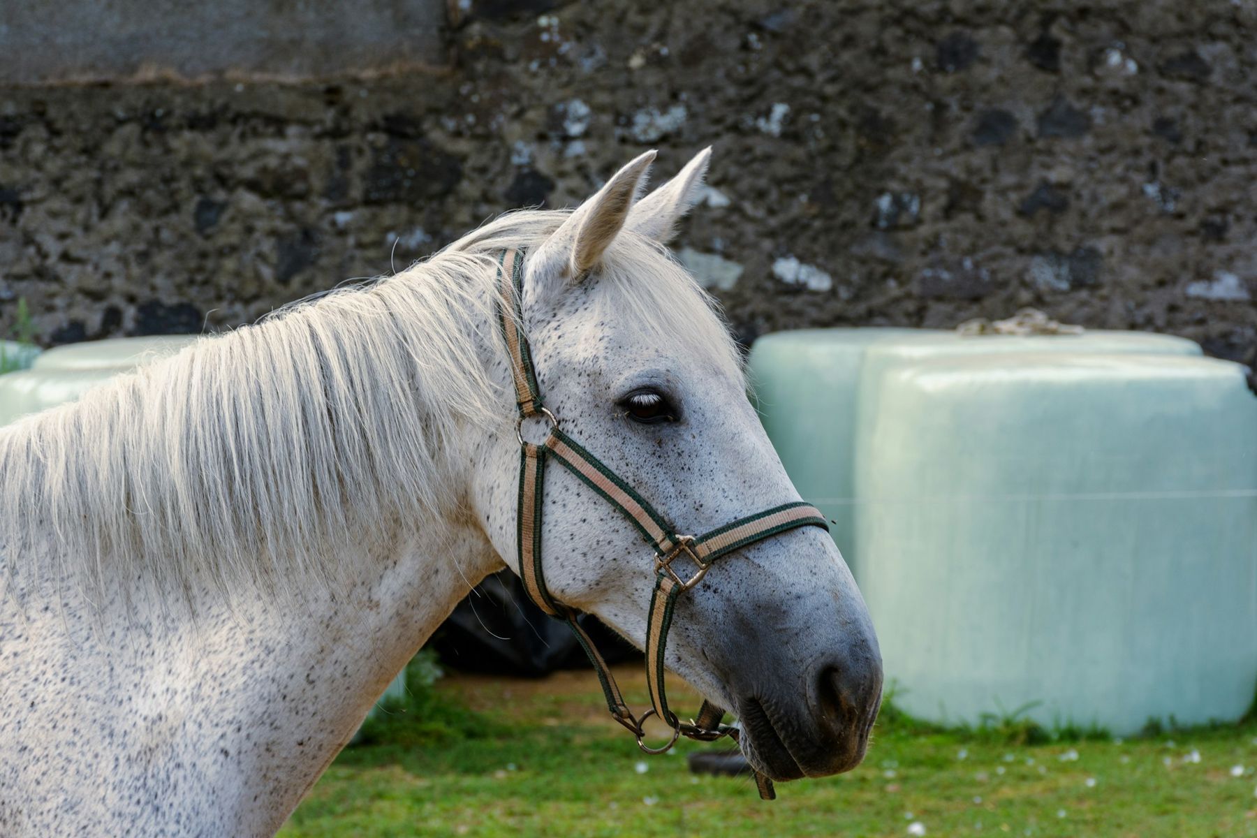 An older grey horse in a halter standing in a field