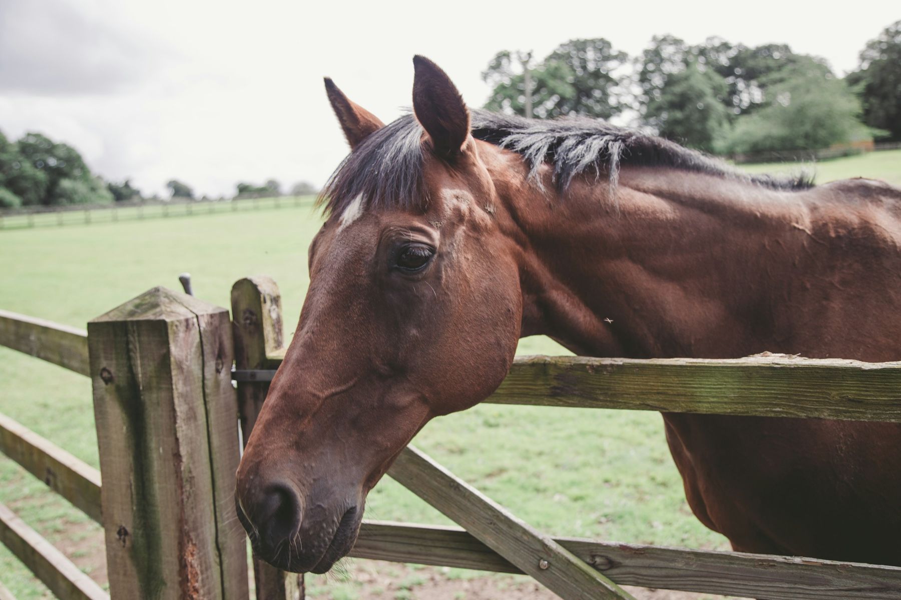 A bay horse resting its head over a wooden pasture fence