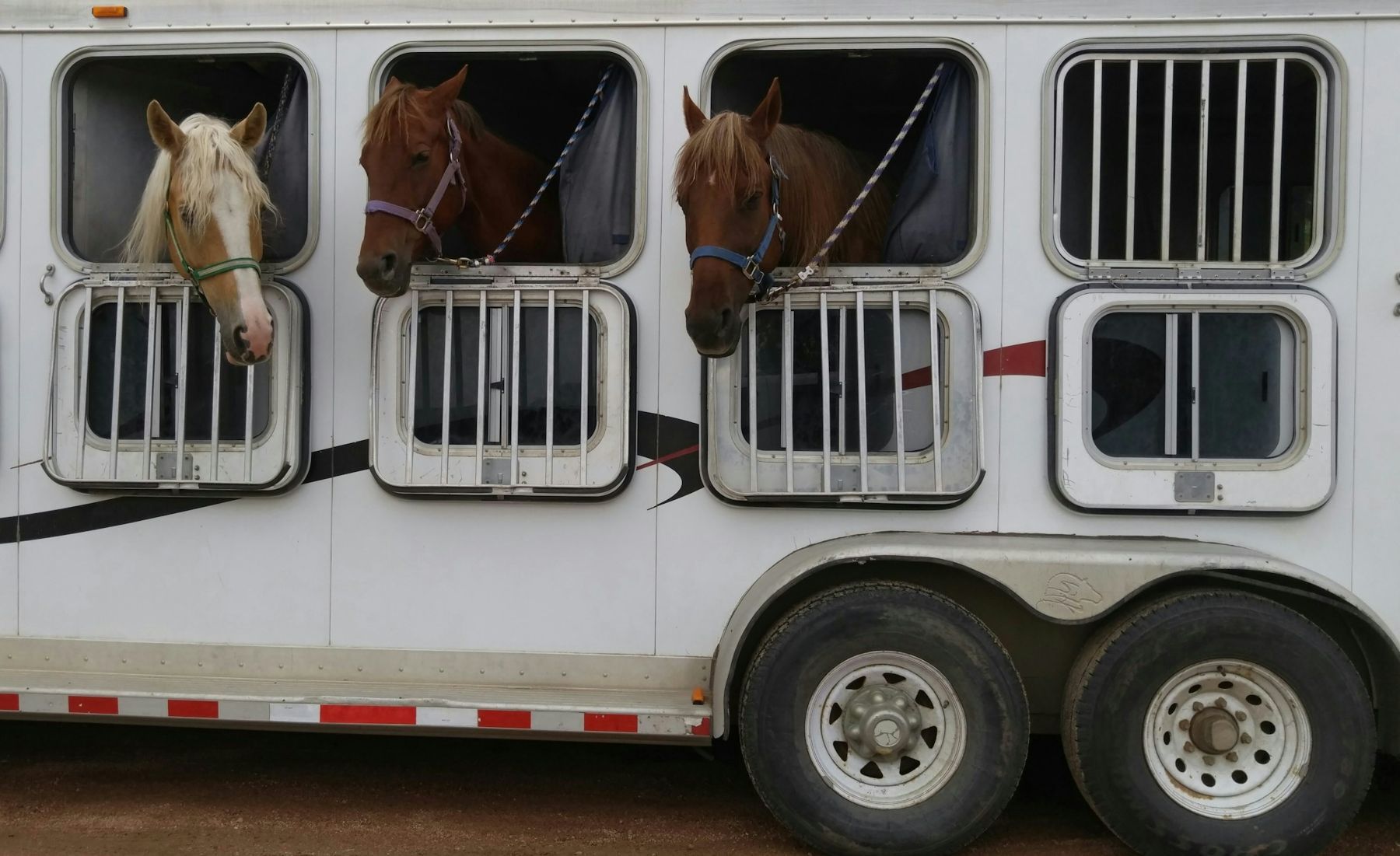 Three horses looking out the windows of a white horse trailer