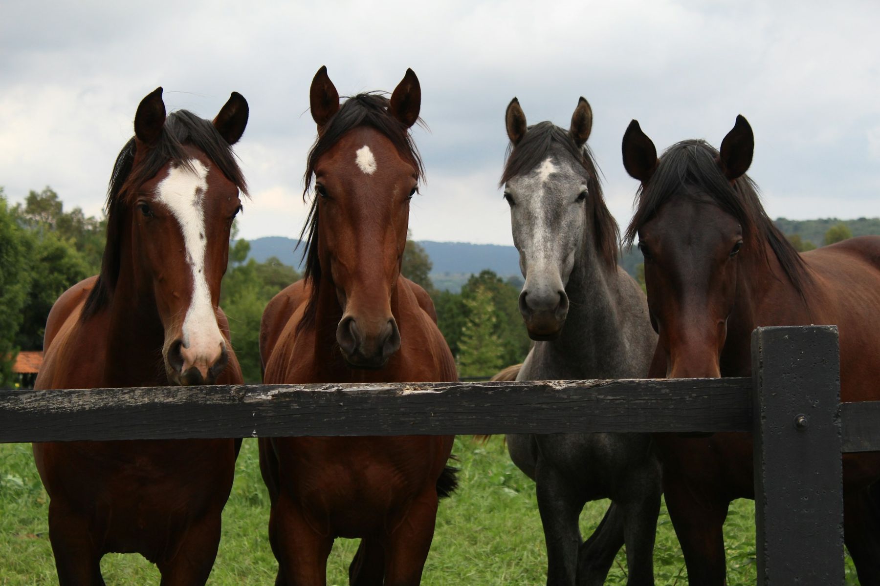 Four horses lined up along a pasture rail