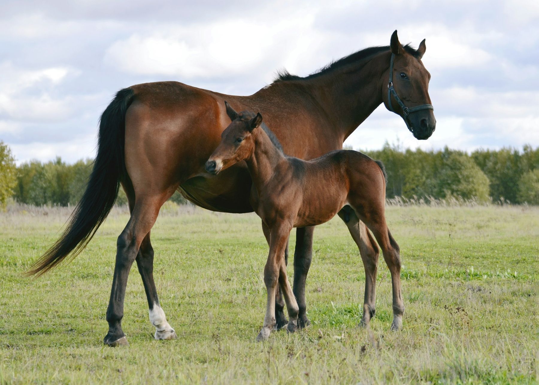 A bay mare and her foal standing together in a green pasture
