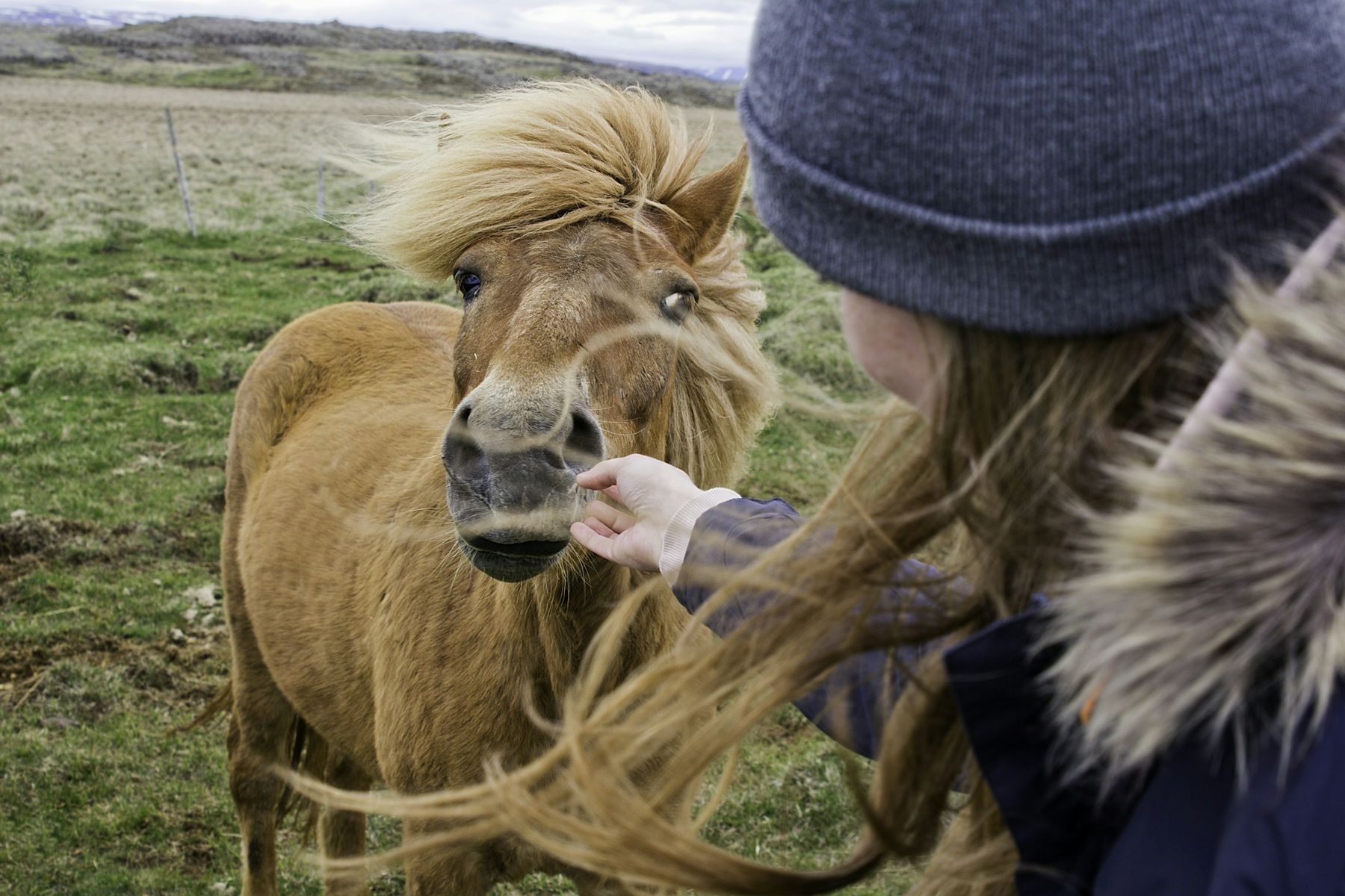 A horse owner stroking a pony’s face in a field