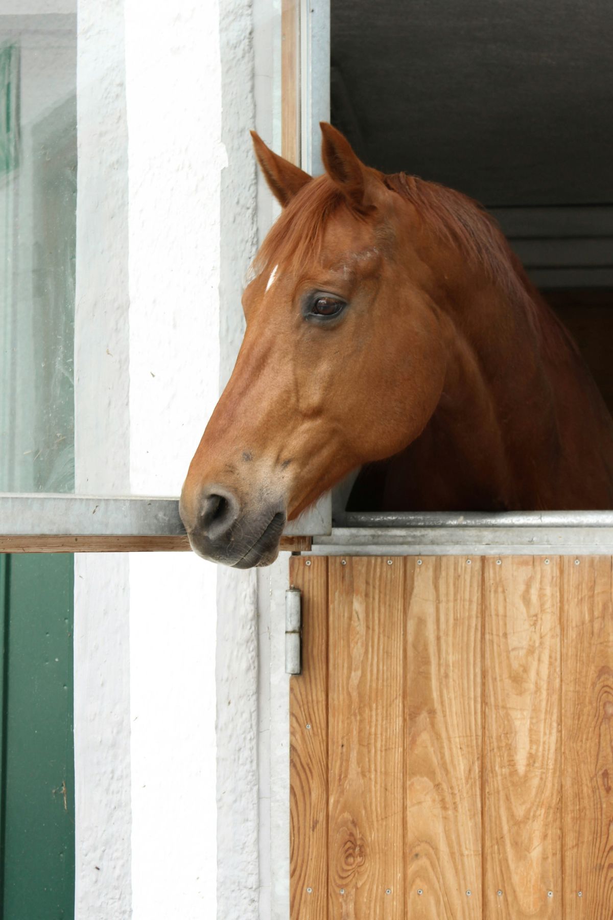 A chestnut horse looking out of its stall window